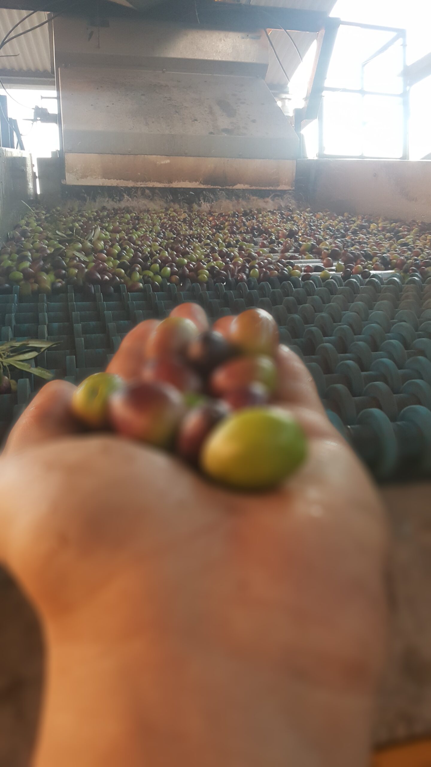 En Molino Las Pilas cuidamos cada paso: cultivamos nuestras aceitunas bajo el sol de Olvera, molturamos en frío pocas horas después de la recolección y envasamos el aceite directamente en nuestras instalaciones. Todo sin intermediarios y con un control total de la calidad, para que disfrutes de un producto sano, auténtico y sostenible.